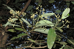 Cinnamomum malabatrum
